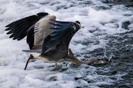 アオサギの狩り⑷ 鳥,野鳥,アオサギの写真素材