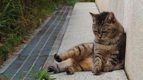 壁に寄りかかって考え事をするもふもふな猫 猫,キジトラ,もふもふの写真素材