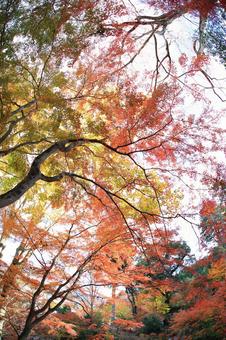 美しい京都の秋、紅葉の風景 美しい京都の秋、紅葉の風景の写真