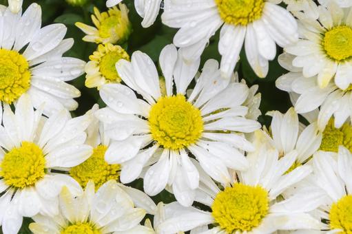 水滴が光る白いマーガレット マーガレット,花,白の写真素材