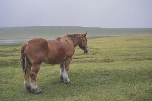 阿蘇草千里の馬 阿蘇,馬,ホースの写真素材
