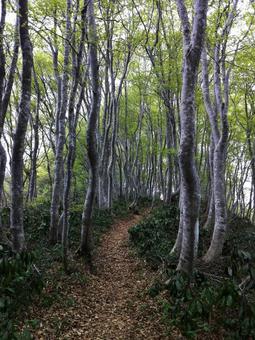 ブナ林の登山道 ブナ,ブナ林,登山道の写真素材