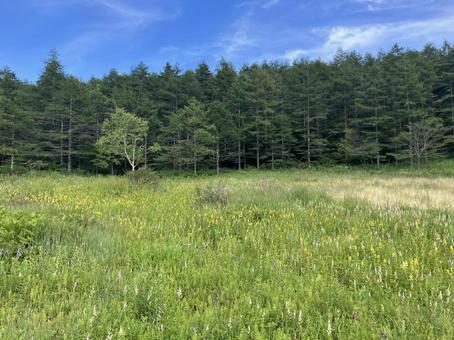 入笠山の入笠湿原風景 入笠山の入笠湿原風景の写真