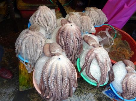 生タコ 生タコ 軟体動物門,海鮮,魚屋の写真素材