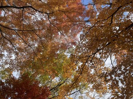 秋 秋,モミジ,オレンジの写真素材