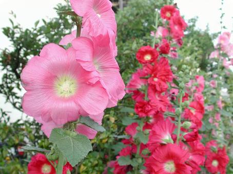タチアオイ・立葵 咲く風景 草花,カラフル,豪華の写真素材
