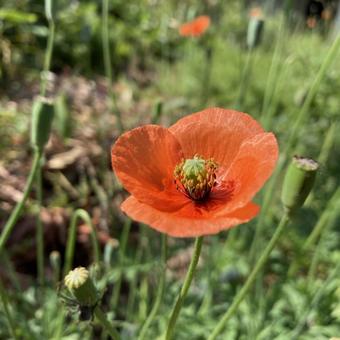 田舎の畑に咲く花 景色,花,畑の写真素材