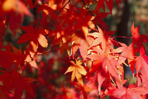 紅葉 色付く季節 4 紅葉 色付く季節 4 紅葉,色付く,紅葉狩りの写真素材