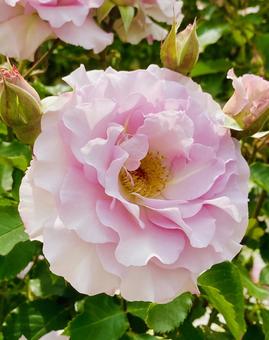 グラデーション バラ 花 グラデーション バラ 花 バラ,薔薇,グラデーションの写真素材