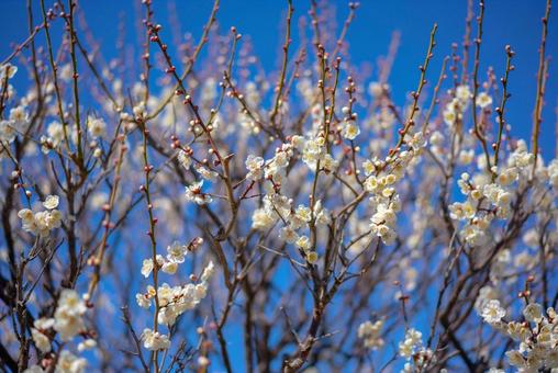 青空に映える白梅 梅,白梅,花の写真素材