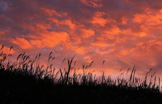 秋の風景/夕焼け雲とススキのシルエット 夕焼け,夕空,秋の写真素材