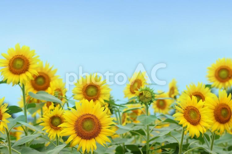 夏の風景　ひまわり畑　5 ひまわり,ひまわり畑,花の写真素材