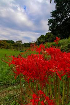 彼岸花 彼岸花の写真