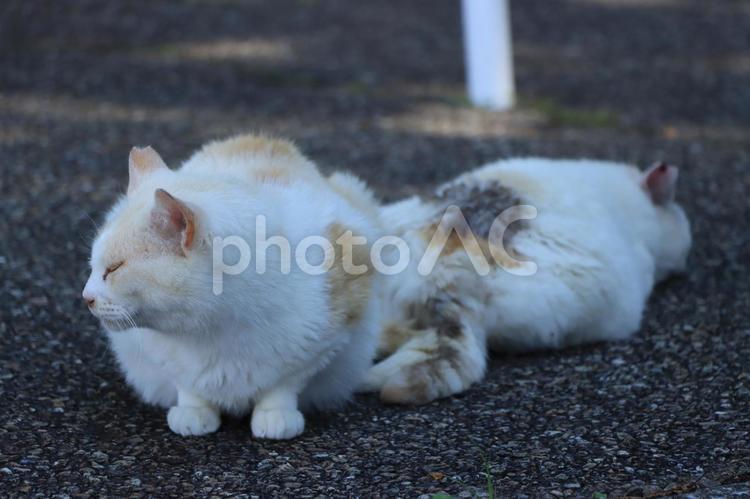 ネコ ネコ,キャット,catの写真素材