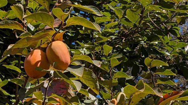 かき 柿,柿の実,柿の木の写真素材