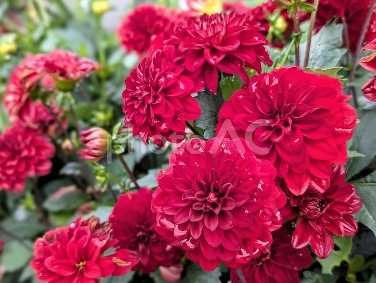 雨雫まとう真紅のダリア 植物,ダリア,かわいいの写真素材