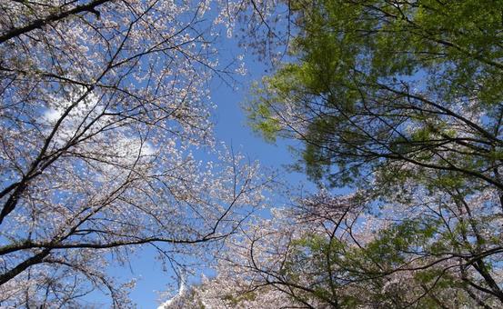 April Cherry Blossoms-62, JPG April Cherry Blossoms-62, JPG