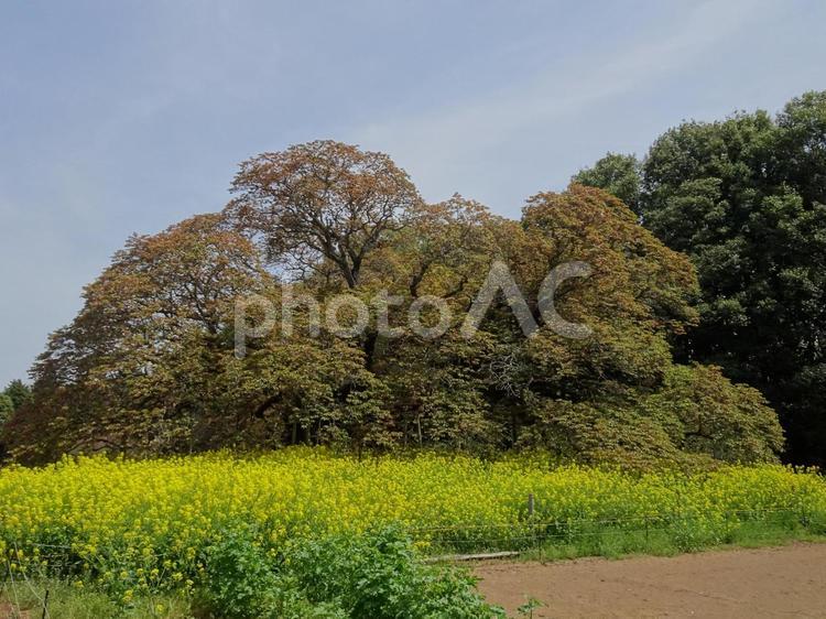 印西の桜-21 千葉県印西市吉高,木,幹の写真素材