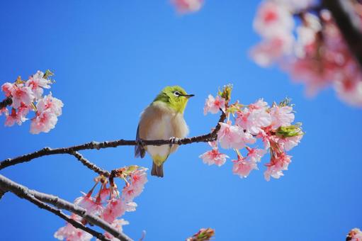 A cute Japanese white-eye against the blue sky, JPG