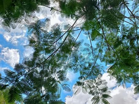 ホウオウボクと青空と白い雲 ホウオウボクと青空と白い雲 ホウオウボク,鳳凰木,青空の写真素材