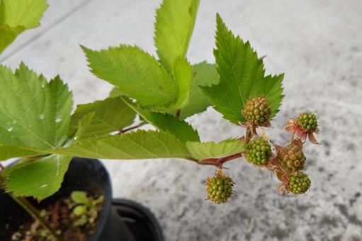 トリプルクラウンの実の写真