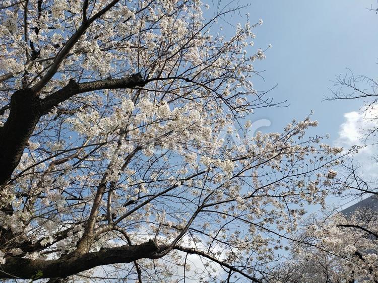 成城の空に咲く桜 成城,東宝スタジオ,桜の写真素材