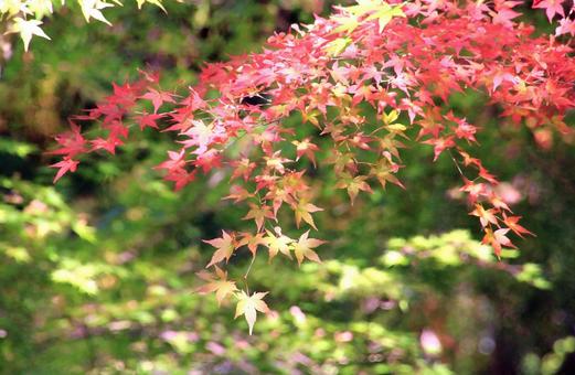 綺麗なもみじの紅葉 紅葉,もみじ,秋の写真素材