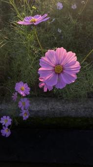 秋のコスモス 秋のコスモス コスモス,花,秋の写真素材