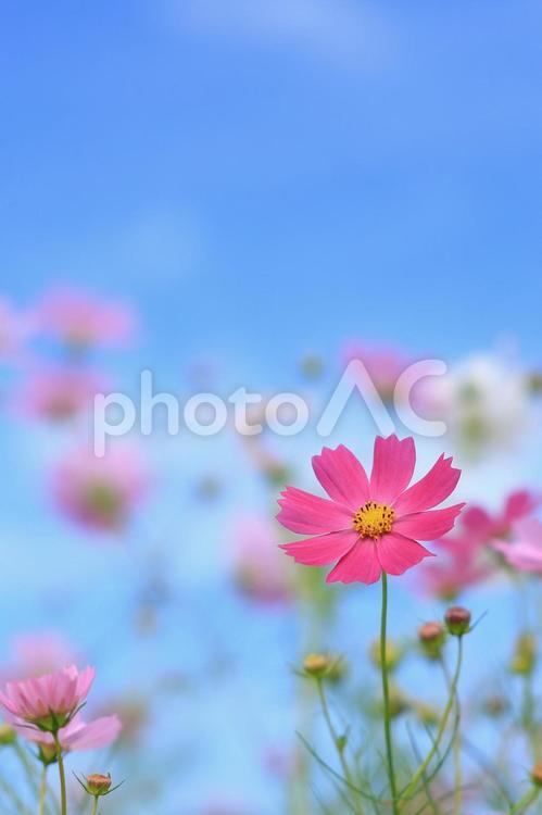 青空とコスモス１（縦） コスモス,日差し,柔らかいの写真素材