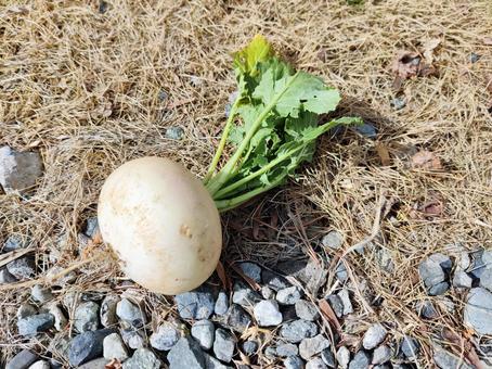畑に置かれた小さなカブ かぶ,蕪,野菜の写真素材