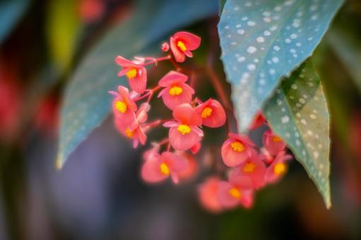 花 花の写真