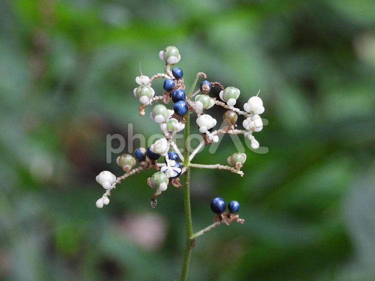 藍色が美しいヤブミョウガの果実 ヤブミョウガ,薮茗荷,ツユクサ科の写真素材