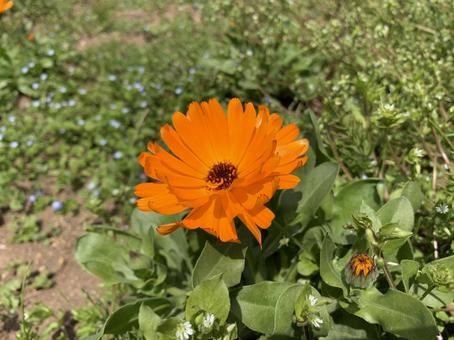 カレンジュラ カレンジュラ,オレンジ,エディブルフラワーの写真素材