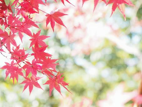 紅葉の写真