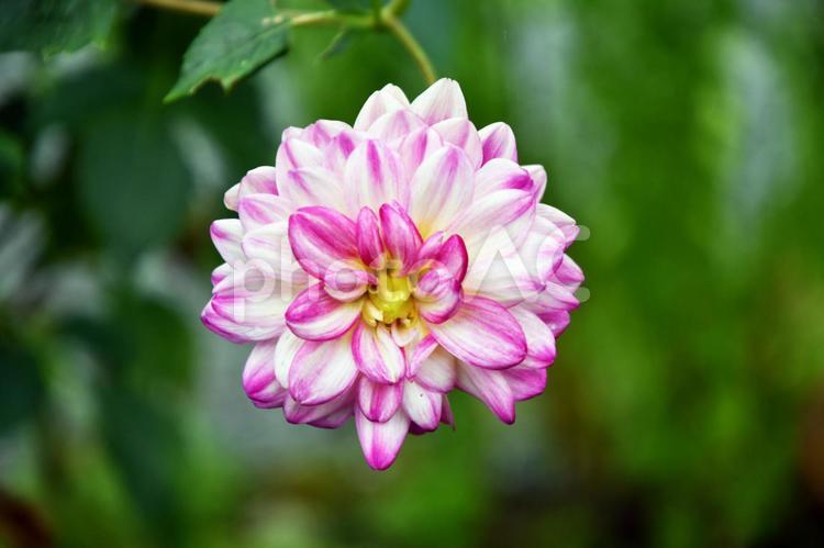 花　野草　草花　ピンク 花,野草,草花の写真素材