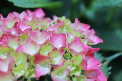 ピンクのアジサイの花(咲き始め) ピンクのアジサイの花(咲き始め)の写真