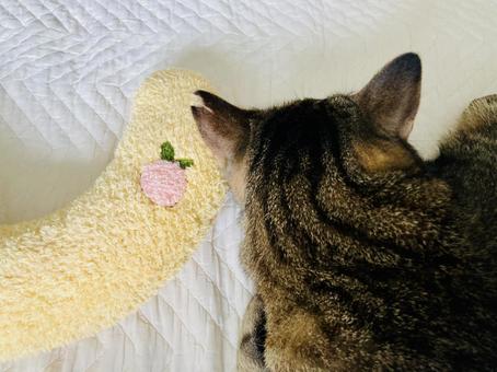 とら猫と猫枕 とら猫,キジトラ,タビィの写真素材