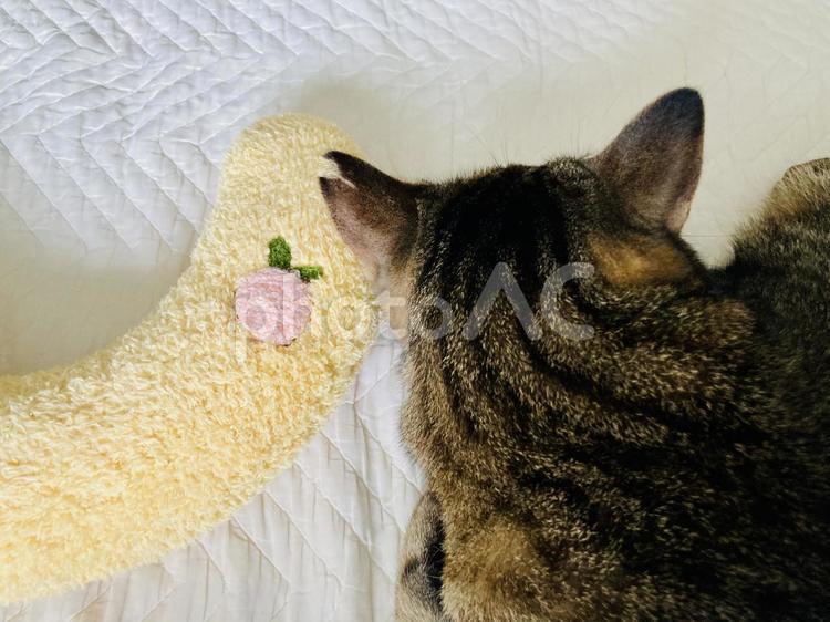 とら猫と猫枕 とら猫,キジトラ,タビィの写真素材