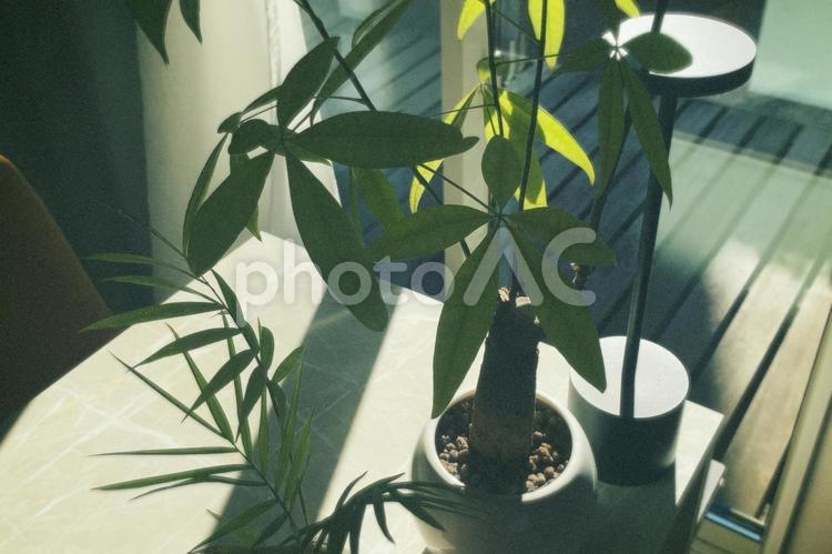 日が差して グリーン,インテリア,ボタニカルの写真素材