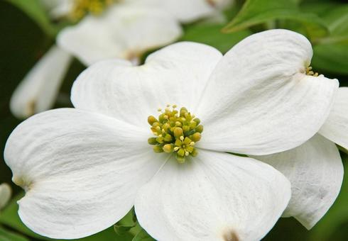 アメリカヤマボウシ アメリカヤマボウシ,亜米利加山法師,ハナミズキの写真素材