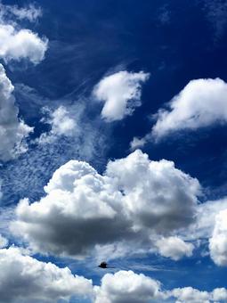 夏空 夏空 夏空,雲,鳥の写真素材