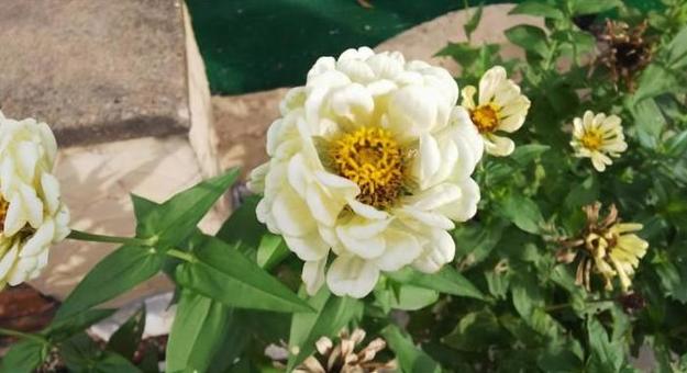 花511 花511の写真