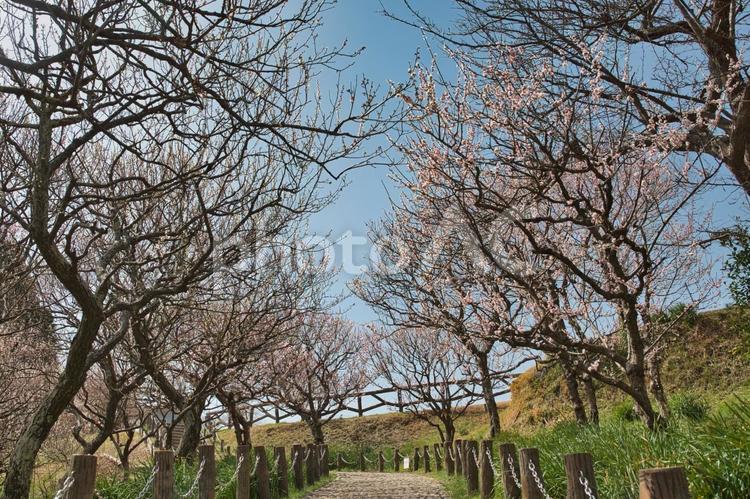 山頂公園に続く梅並木 梅,紅梅,白梅の写真素材