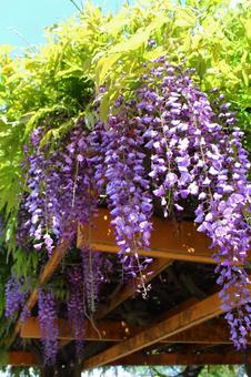 藤の花 藤の花の写真
