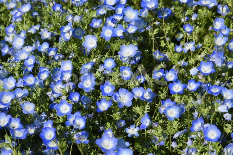涼しいネモフィラの花 ネモフィラ,初夏,夏の写真素材