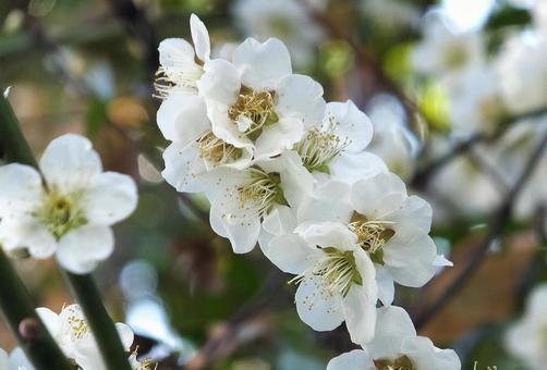 ウメ [Plum]-043の写真