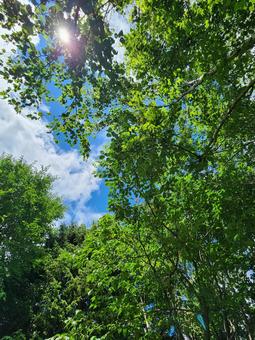 木漏れ日の青空 木漏れ日の青空 木漏れ日,青空,青い空の写真素材
