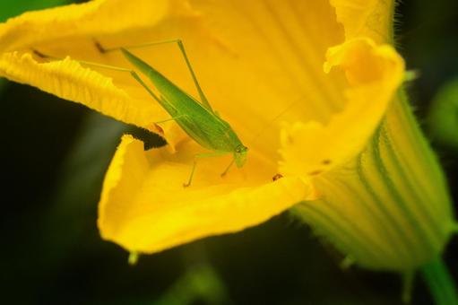 ツユムシとカボチャの花 ツユムシとカボチャの花の写真