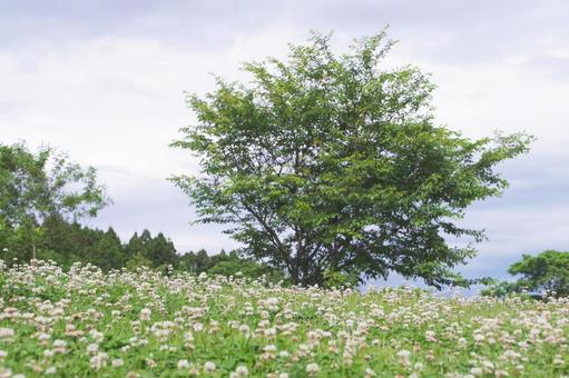 草原の木 草原の木の写真