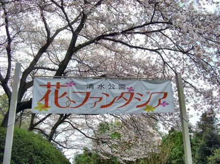 清水公園の桜-36 清水公園の桜-36の写真